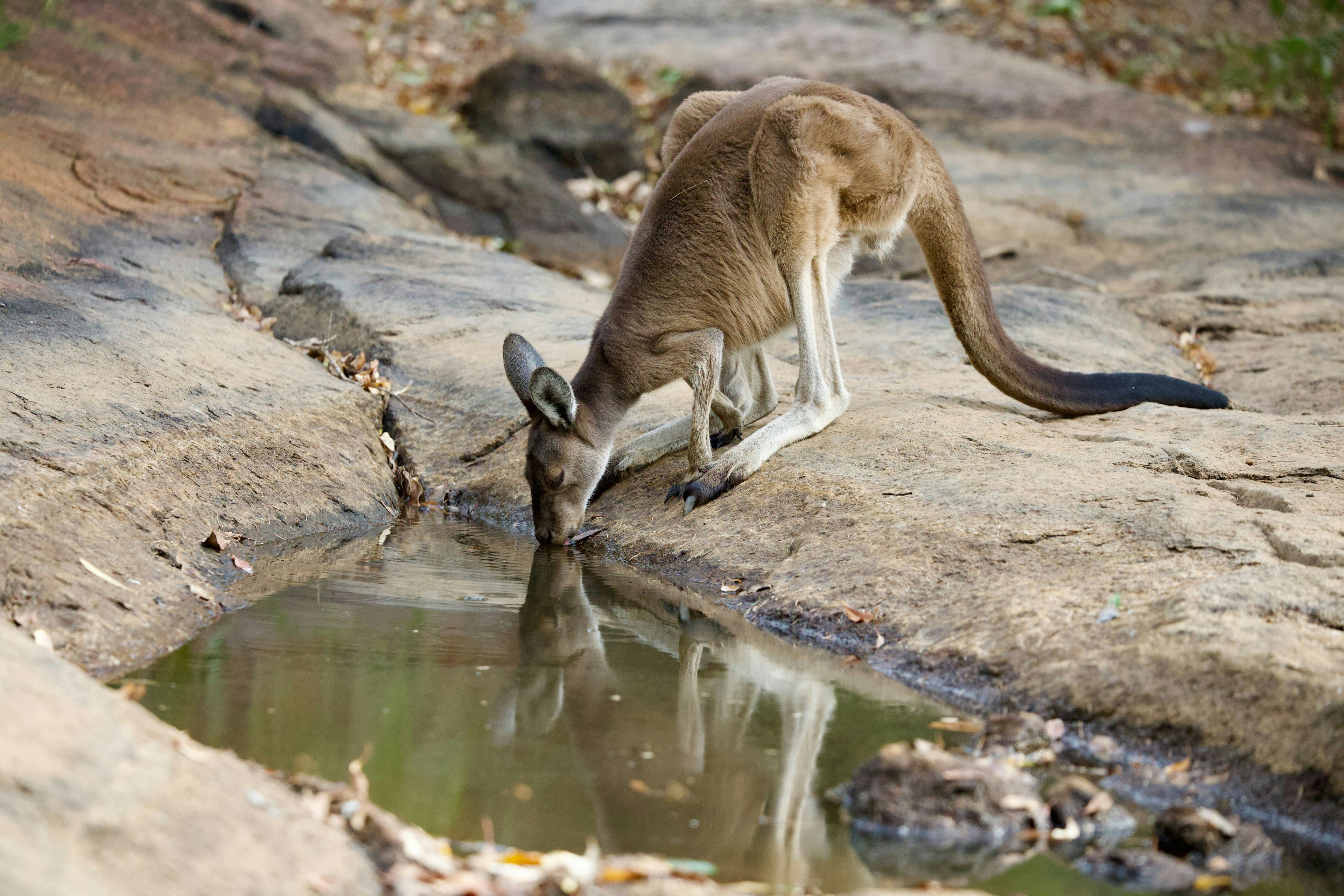 La importancia del agua en los ecosistemas